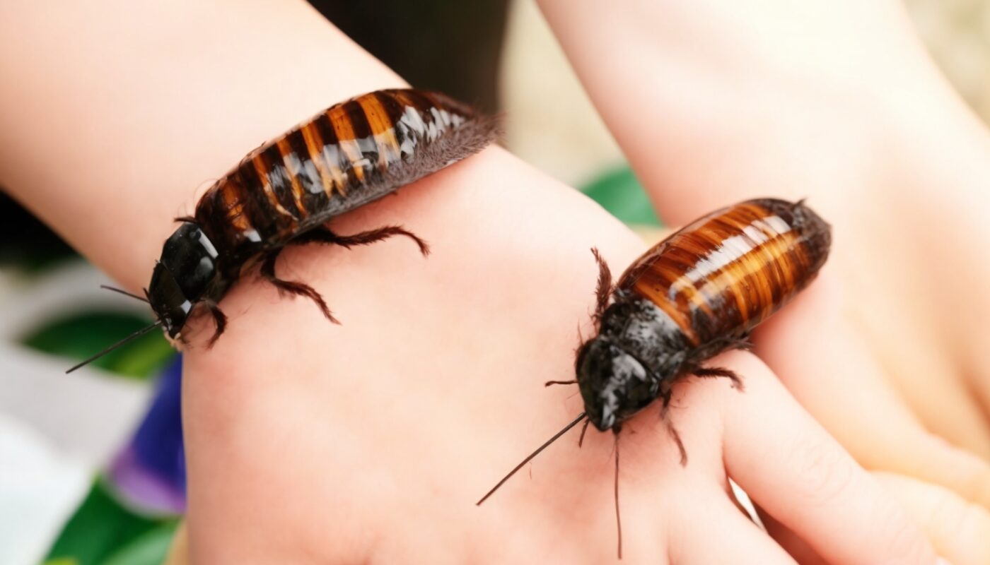 Comment se débarrasser des blattes de jardin ? - Crap-Électricité, le blog  de l'énergie !